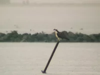 Visarend [Pandion haliaetus]